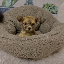 Morkie Puppies from Smart Farms