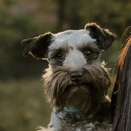 Miniature Schnauzers from Mini Schnauzers of Choctaw Creek