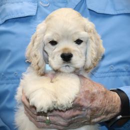 TYE - Buff male Cocker Spaniel puppy in Ada, Oklahoma from J and S Cocker Spaniels