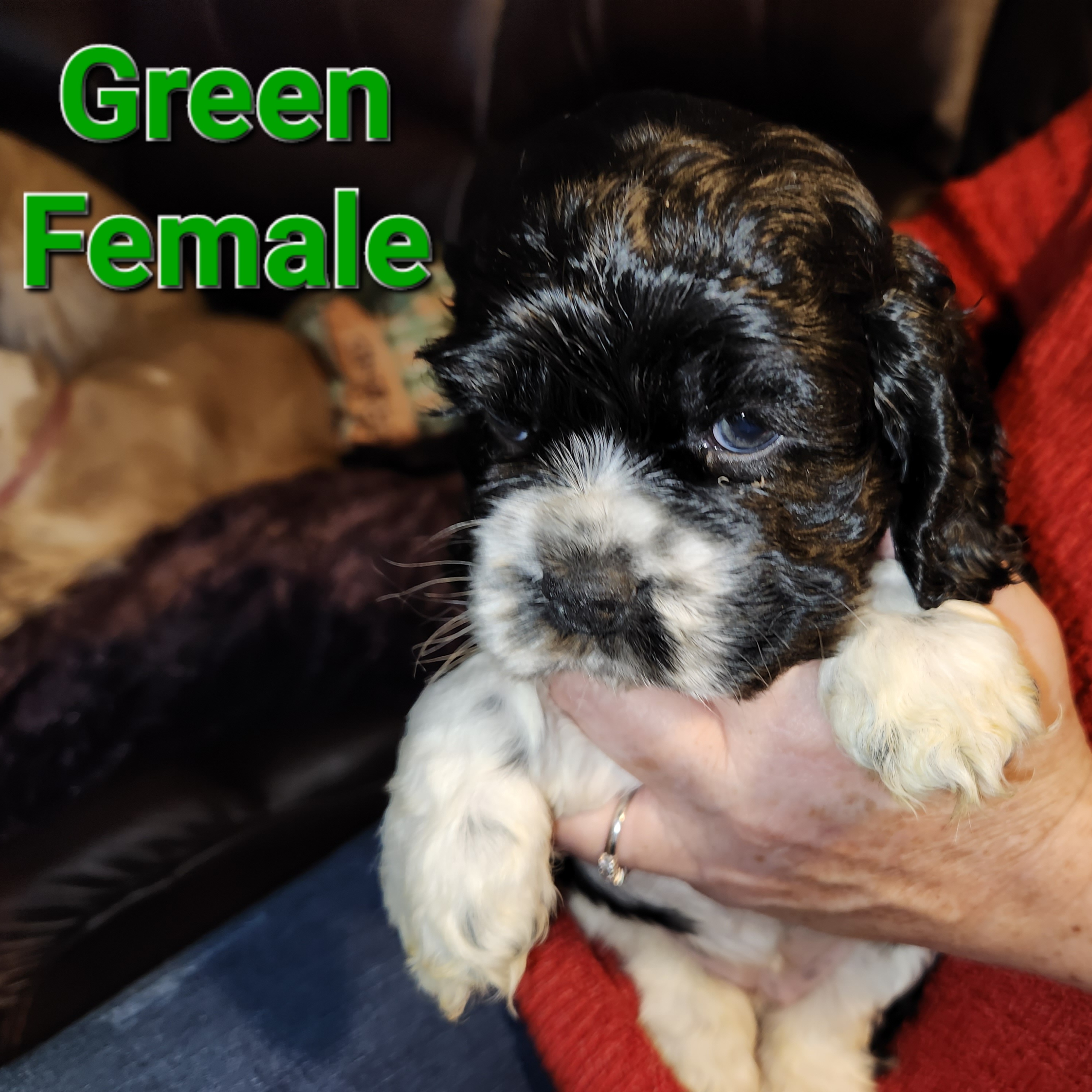 Cocker Spaniel Puppies from Spring Hollow Cocker Spaniels