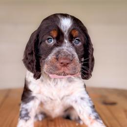 Girl 1 (Liver-Tri-Roan) - Tri-Roan female English Springer Spaniel puppy in Lake City, Fl, Florida from Spradley Springers & GSP's