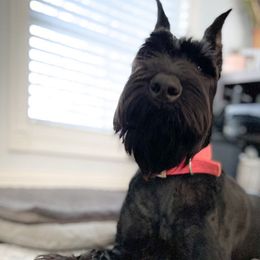 Athena - Giant Schnauzer
