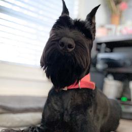 Athena - Giant Schnauzer