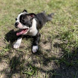 Boston Terrier Puppies from Bonze Boston Terriers