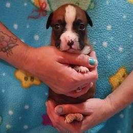 Bethany - Fawn female Boxer puppy in Cannon Falls, Minnesota from Pattys Boxers and Bulldogs