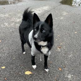 Wizzie - Pomsky