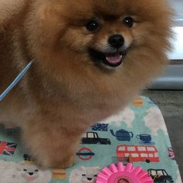Pomeranians from Trinity’s Hope