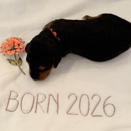 Airedale Terrier Puppies from Susie Mitchell