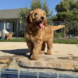 Goldendoodle and Labrador Retriever Puppies from BV Labs & Doodles