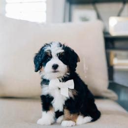 Teddy - Tri-color male Bernedoodle puppy in Murray, Utah from Sun Valley Doodles