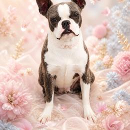 Paris - Blue female Boston Terrier puppy in San Antonio, Texas from JT Bostons