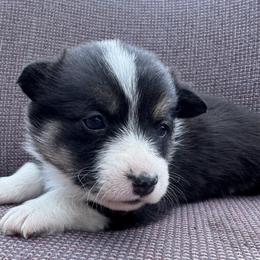 Amber - Black and tan female Pembroke Welsh Corgi puppy in Ruidoso, New Mexico from Ruidoso's Crowned Companions