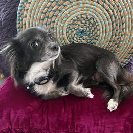 Effie - Chihuahua