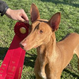 Oliver - Pharaoh Hound