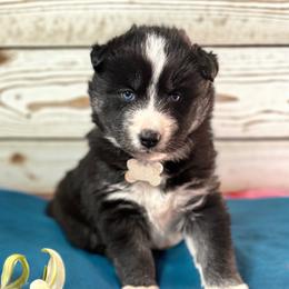Lilly - Black and white female Siberian Husky puppy in Sherwood, Oregon from Whiskey River Siberians