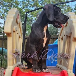 Queen Calanthe - Mantle Great Dane puppy in Spring, Texas from Stark Danes