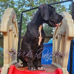 Queen Calanthe - Mantle Great Dane puppy in Spring, Texas from Stark Danes