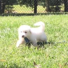Great Pyrenees Puppies from Judith Cooper’s Great Pyrenees