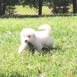 Great Pyrenees Puppies from Judith Cooper’s Great Pyrenees
