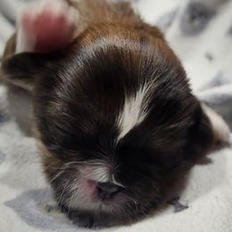 Lady - Brindle female Shih Tzu puppy in Wolcottville, Indiana from Ducky's Doodles