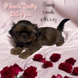 Fancy Red Velvet - Red and tan female Shih Tzu puppy in Sacramento, California from NANA’S  QUALITY SHIH TZU'S