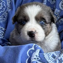 Australian Shepherd Puppies from Cross Arrow K Awesome Aussies