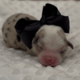 Hope - Blue merle female Miniature Australian Shepherd puppy in Norman, Oklahoma from Raised Right Pups