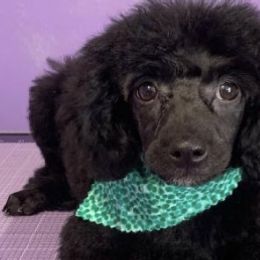 Bichon Frises and Poodles from Cheri Ebert's Poodles and Bichon Frise