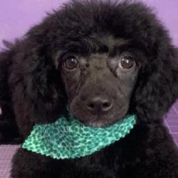 Bichon Frises and Poodles from Cheri Ebert's Poodles and Bichon Frise