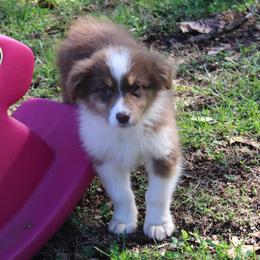 Kendall - Red tri-color female Australian Shepherd puppy in Kansas, Oklahoma from Windy G Farm