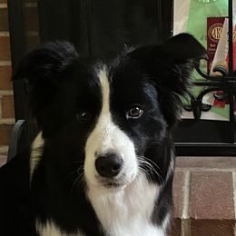 Freya - Border Collie