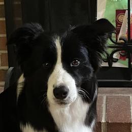 Freya - Border Collie