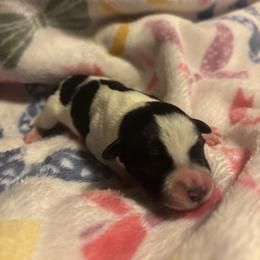 Girl 1 - Parti female Miniature Schnauzer puppy in Dunlap, Tennessee from Beards of Glory