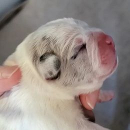 Companion Crosses from Triple H Kennels Frenchtons and French Bulldogs