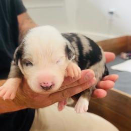 Lainey - Blue merle female Australian Shepherd puppy in Mckenzie, Tennessee from Whispering Iris Aussies