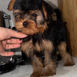Francia - Blue and gold female Yorkshire Terrier puppy in Fort Myers, Florida from Katherine’s Yorkies and Poodles