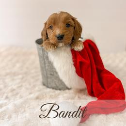 Bandit - Red  male Goldendoodle puppy in Melba, Idaho from KZ Doodles