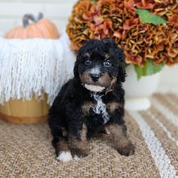 Birch - Phantom male Bernedoodle puppy in Russell Springs, Kentucky from 270 Doodles