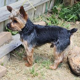 Yorkshire Terriers from Donna's Yorkshire Terriers