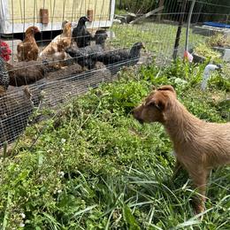 Irish Terrier Puppies from Red Branch Irish Terriers