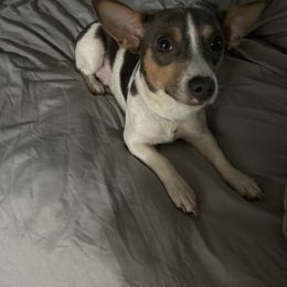 Willow - Teddy Roosevelt Terrier