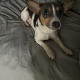 Willow - Teddy Roosevelt Terrier