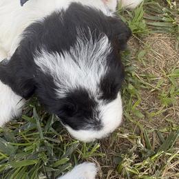 Carol - Black and white female Sheepadoodle puppy in Leeton, Missouri from Jane's Sheepadoodles