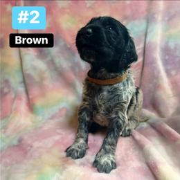 Rusty - White and black ticked male Large Münsterländer puppy in Fremont, Wisconsin from Feather Cloud Kennels
