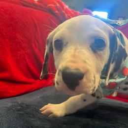 Cupcake - White and black female Dalmatian puppy in Austin, Texas from Dazzling Dalz