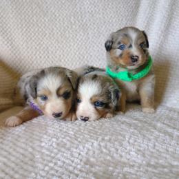 Miniature Australian Shepherd puppies from T6 Mini Aussies