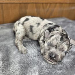 Aspen - Merle female Shihpoo puppy in Delphos, Ohio from Route 66 Poodles & Doodles, Sapphire Shih-tzu's of Ohio