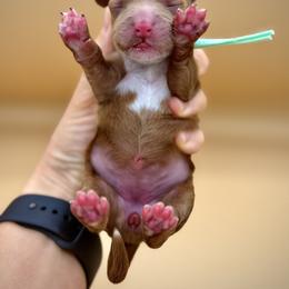 Light Green - Red female Australian Labradoodle puppy in Antelope, California from Adorable Labradoodle