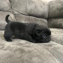Rolly - Black male Pug puppy in Augusta, Wisconsin from Maria Martin