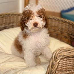 Ella - Parti female Goldendoodle puppy in Cocoa, Florida from The Beach Doodles